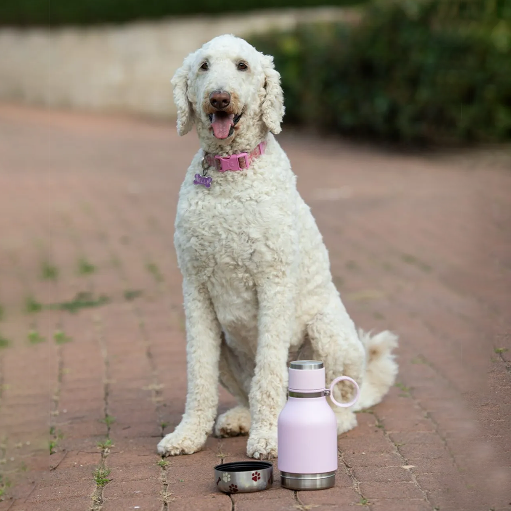 Asobu Stainless Steel Dog Bowl Bottle, 975ml - Kitchenly